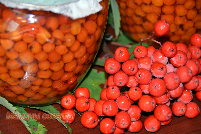 The original decoration of the New Year's table - soaked mountain ash - My, Health, Cooking, New Year, Festive table, Recipe, Rowan, Video, Longpost