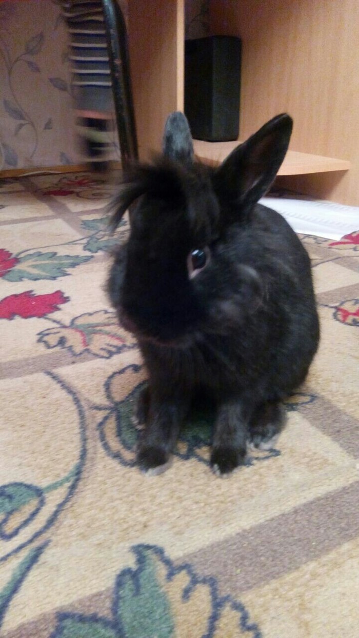 My rabbit - My, Pet, Rabbit, Pets