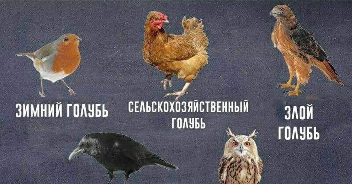 Мемы Про Голубей