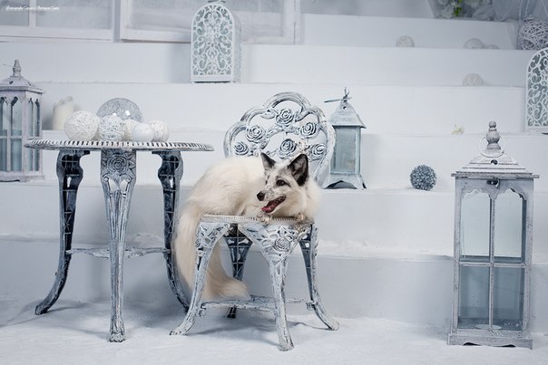 The Snow Queen - Fox, , Animals, The photo, Queen