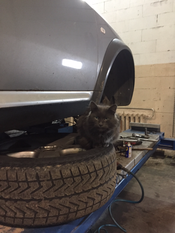 The cat that lives in the service station - Car service, cat, Not mine, Longpost