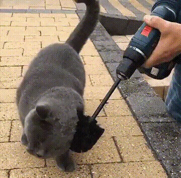 Коточесалка