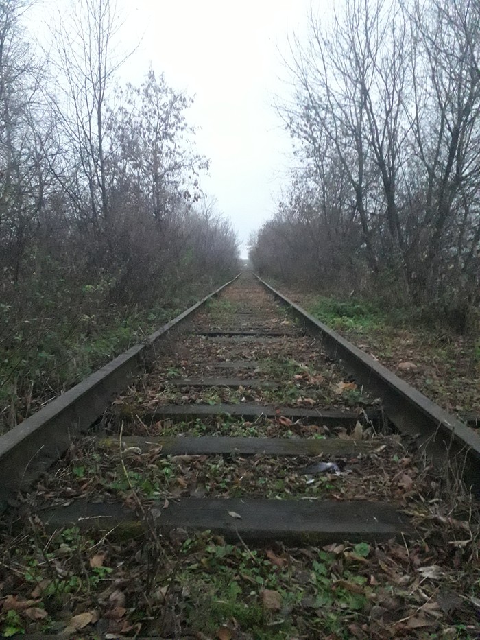 Just leave it here - My, Forest, The photo, Railway