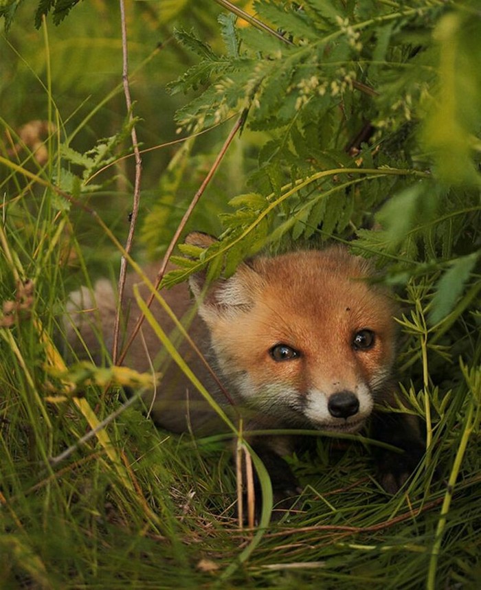 A fox sat in the grass - Fox, Animals, Grass, Nature, Children, Forest, Fox cubs, The photo