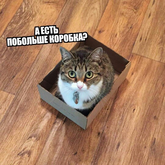 Everything for you, kitty? - cat, Box