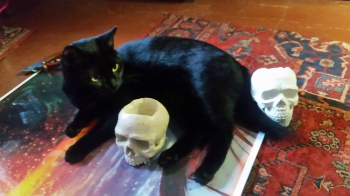 Kotozlo - My, cat, Scull, 