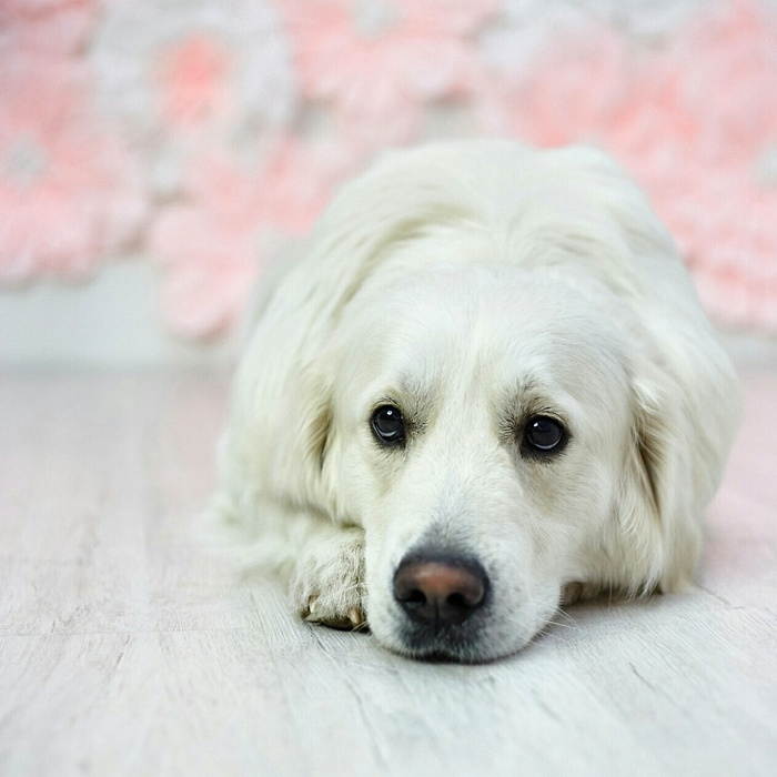 Self-preparation for the exhibition. - Useful, Longpost, First long post, With your own hands, Dog, Golden retriever, Dog show, My, Dog lovers