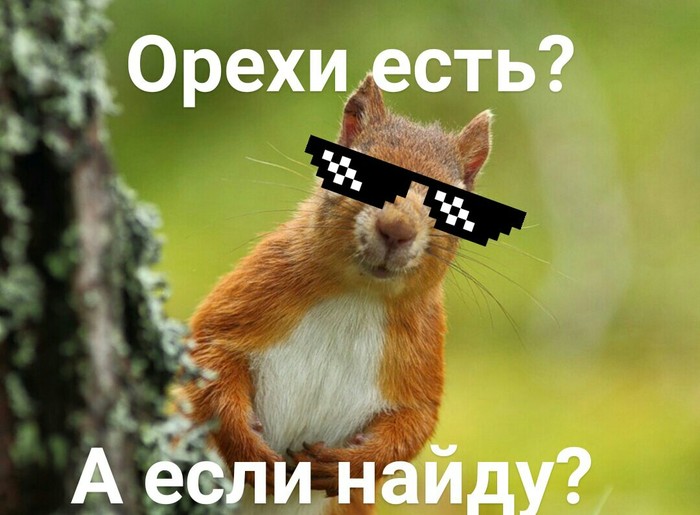 Gopnik squirrel - My, Squirrel, Humor