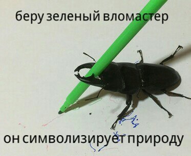 Modern art lesson from a beetle - Painting, Жуки, Modern Art, Longpost