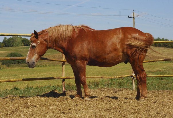 Долгожитель Посейдон, 40 лет (на балансе общества защиты лошадей) | Пикабу