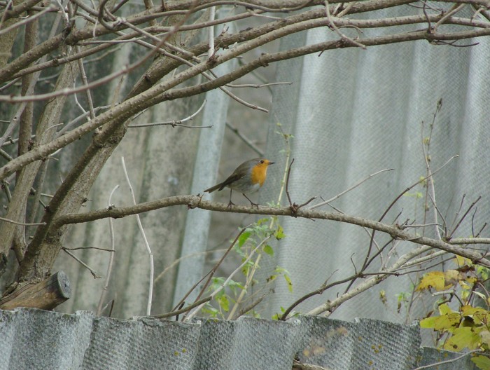 Robin - My, Birds, Robin, Robin, , Photo on sneaker, Bird watching, Longpost