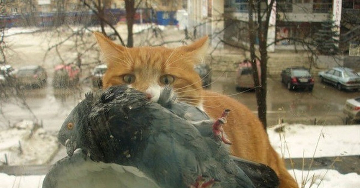 Кошка ест птицу. Рыжий кот и голубь. Кот с голубем в зубах.