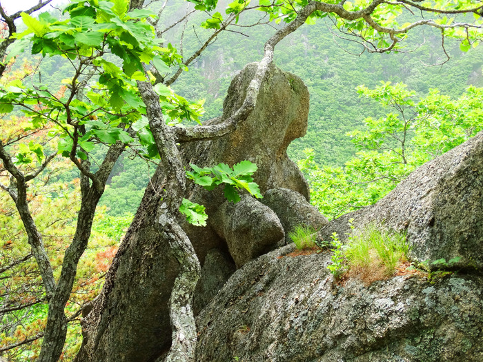 Каменная черепаха из Замка пирата - Моё, Приморский край, Замок, Каменнаячерепаха, Легенда, Удивительное, Путешествия