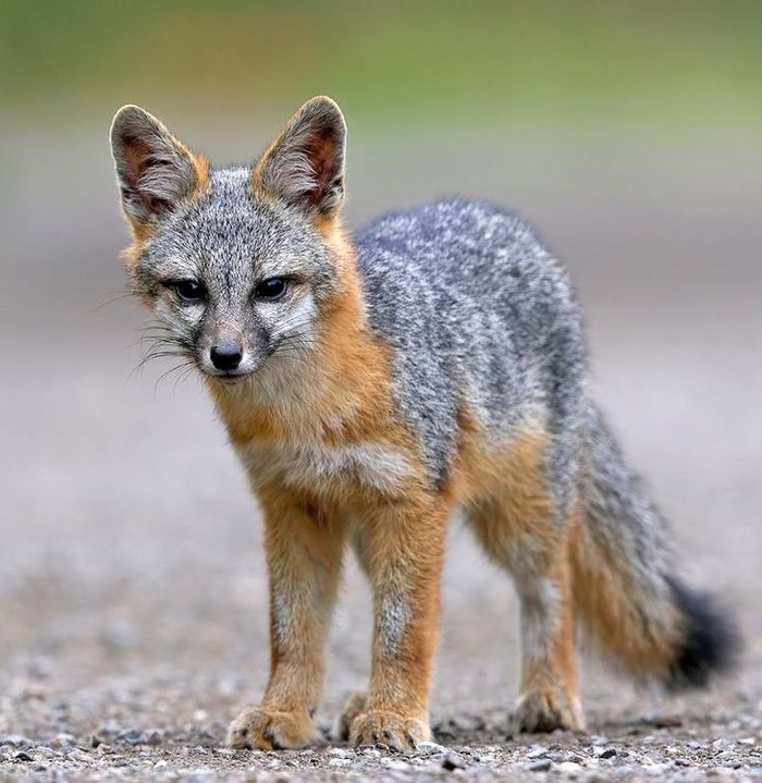 Foxes are different! - Fox, Grey Fox, Animals, The photo, Longpost