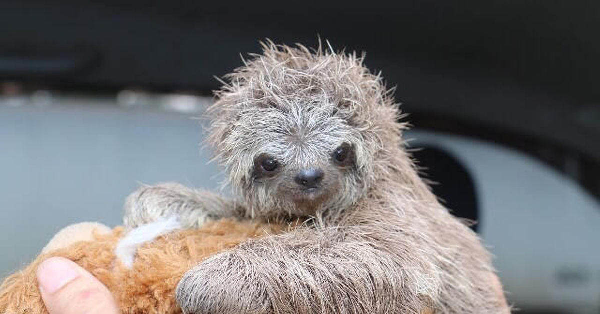 Ленинградский зоопарк ленивец. Ленивец малыш. Милые ленивцы. Маленький ленивец. Ленивец малыш.