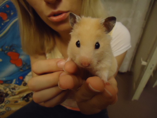 Barnaul police are looking for a girl with a hamster suspected of theft. - Girl, Hamster, Theft