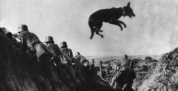 How dogs tore apart a fascist regiment - To be remembered, Animals in war, , 1941, Longpost, Dog