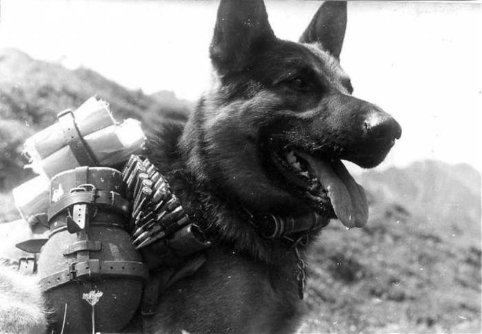 How dogs tore apart a fascist regiment - To be remembered, Animals in war, , 1941, Longpost, Dog