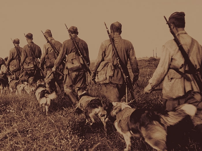 How dogs tore apart a fascist regiment - To be remembered, Animals in war, , 1941, Longpost, Dog