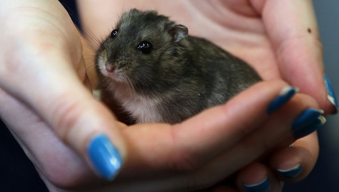 A girl with a hamster robs apartments in Barnaul - Theft, Difficult child, Children, Theft