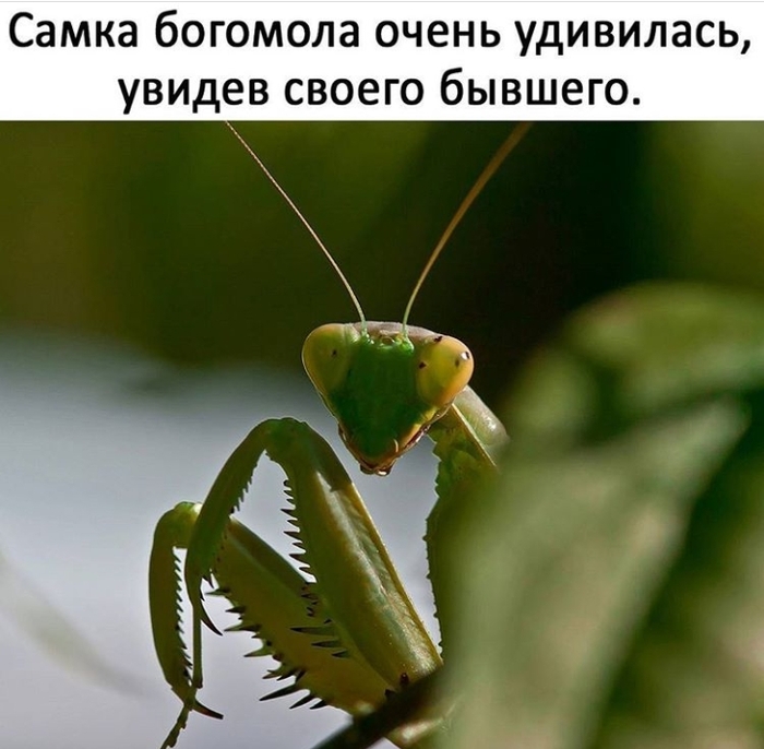 Unexpected meeting - , Relationship, In the animal world, Mantis