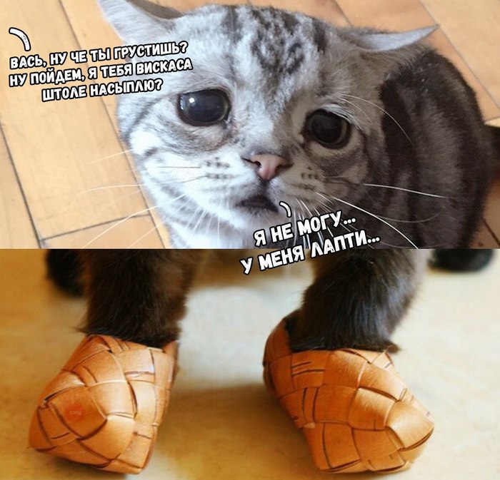 Sad cat. - Sadness, cat, Paws, I have paws, Humor, The photo, Not cats, Funny