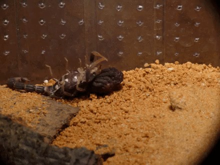Как скорпионы сбрасывают хитиновый покров