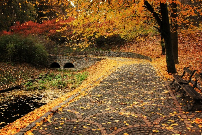 When you understand why autumn is golden. - My, The photo, Autumn, The park