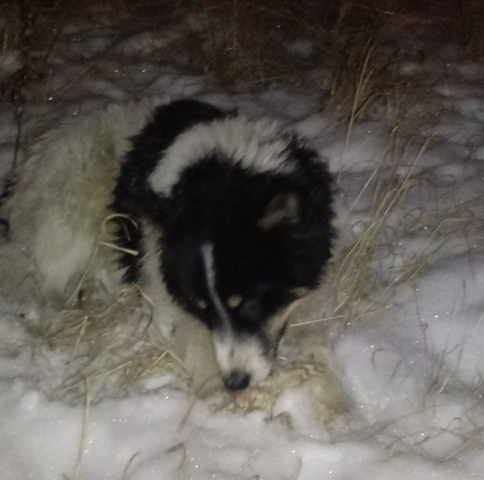 Собака ищет хозяина