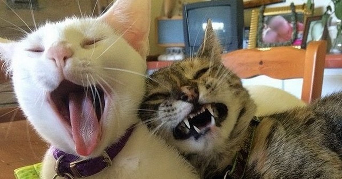 Вопли котов. Кот ржет. Котик смеется. Кот ржет фото. Смешной кот смеется.