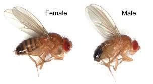 A female Drosophila that has fallen into a glass will spoil the smell of wine. - Wine, Муха, Scientists, Research, Friday