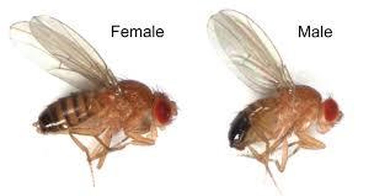 Как понимать муху. Муха дрозофила. Плодовая мушка дрозофила самец и самка. Муха дрозофила самец. Дрозофила Меланогастер самец и самка.