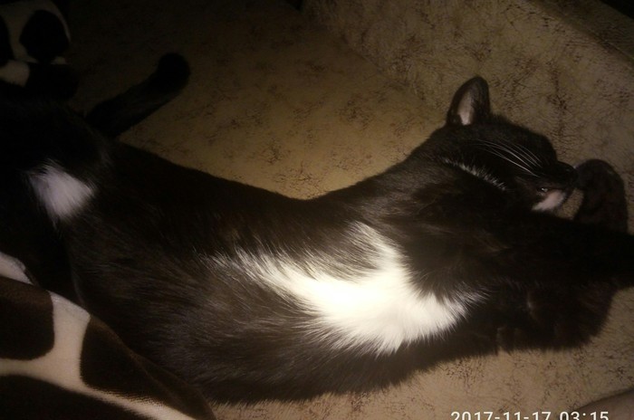 I took a picture while he sleeps, I love him - My, cat, Milota