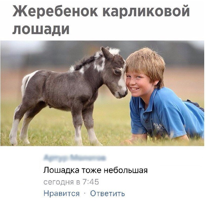 Horse - Foal, Dwarf, Horses