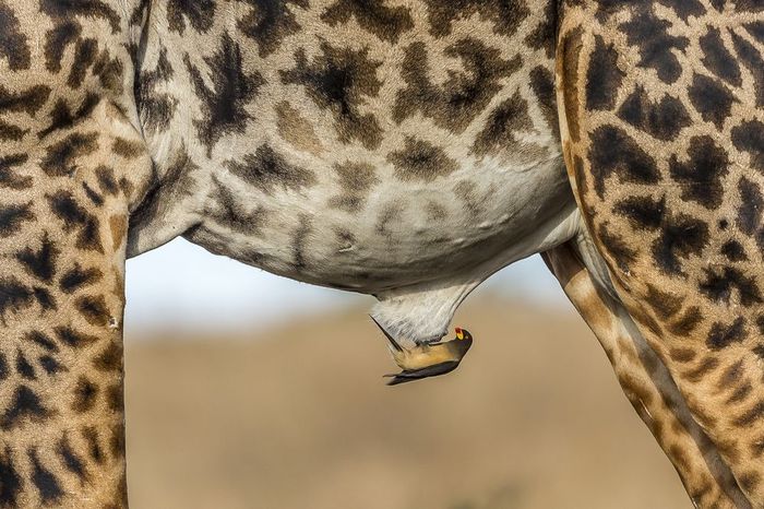     , ,  , , The National Geographic, Hymakar Valluri