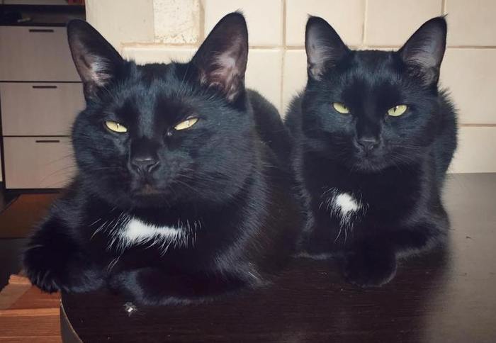 black cat protection day - My, cat, Catomafia, , Pets, Black cat