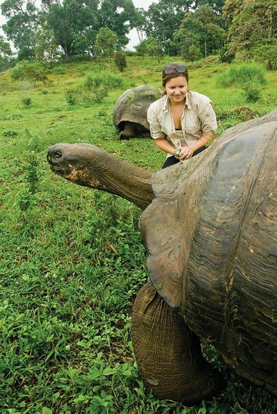 Giant tortoises of the Galapagos Island. - Animals, Turtle