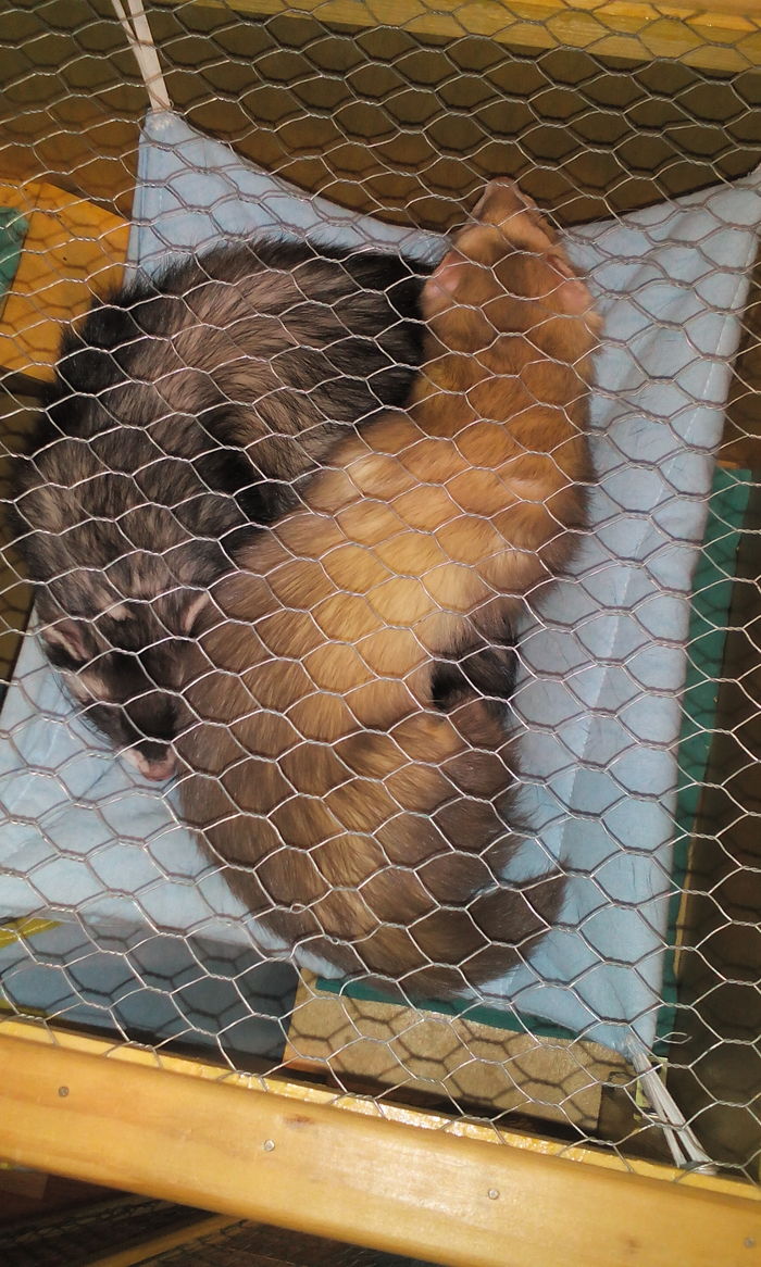 How we made a cage for ferrets - My, Cell, Friday tag is mine, Ferret, With your own hands, Longpost