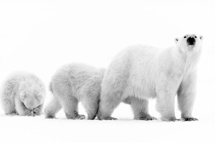  ,  , , , The National Geographic