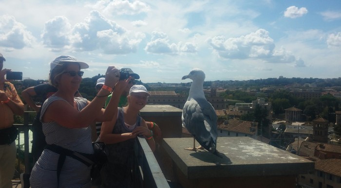 You are like... tourists! - My, Italy, Rome, Туристы, Seagulls, , The photo