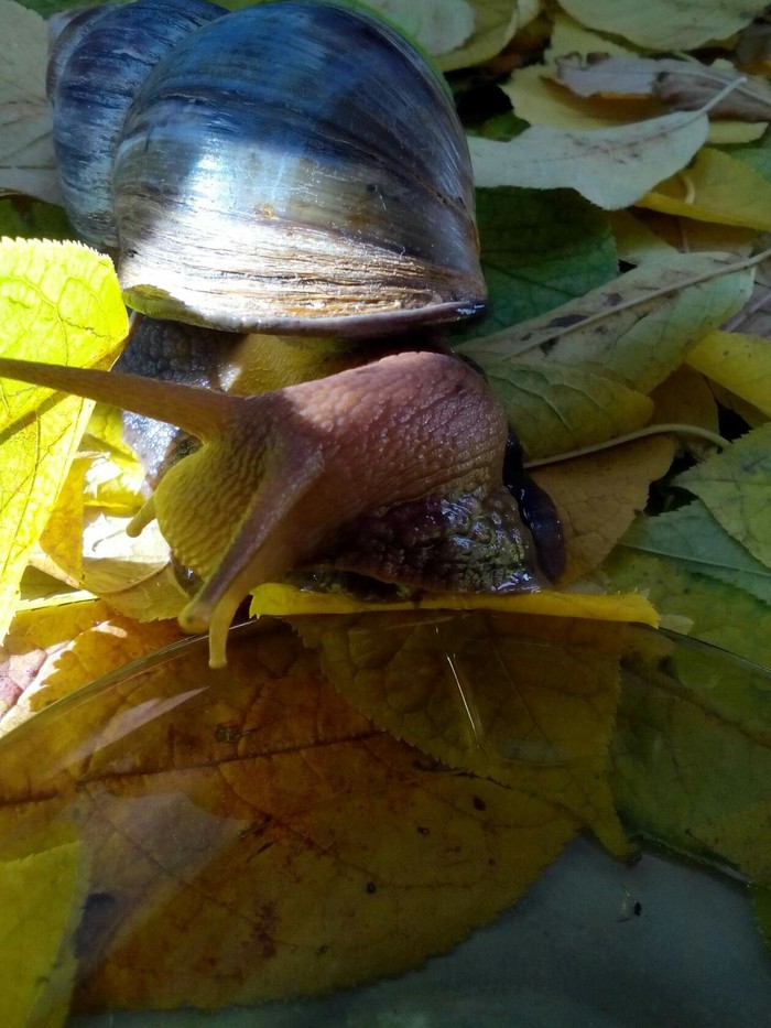 Walking snails Achatina. - My, Achatina, Leaves, Pets, Longpost