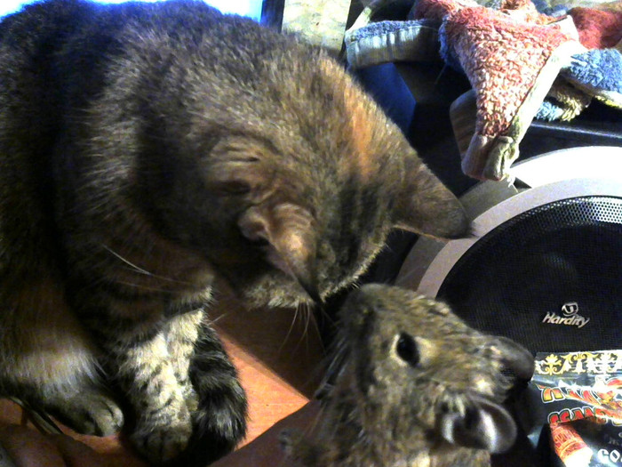 Cats and Mice - My, Degu, , cat, The photo