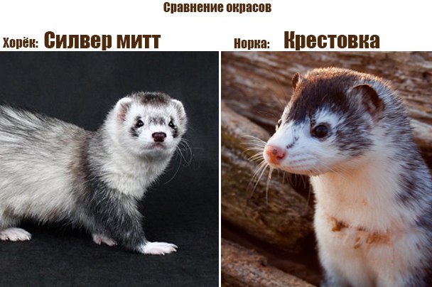 Color comparison of ferrets and American minks - Differences, Mink in the house, Ferret, Longpost