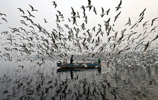 A New Delhi resident feeds seagulls from a boat. - beauty, The photo, news, Not mine