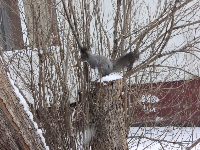 Маленькую лесную подругу вам в ленту Белка, Животные, Фотография, Теги никто не читает, Длиннопост