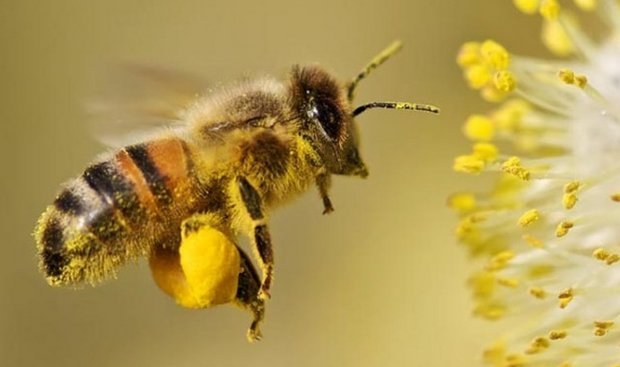 honey plant - Bees, Insects, Honey, honey plant, Longpost