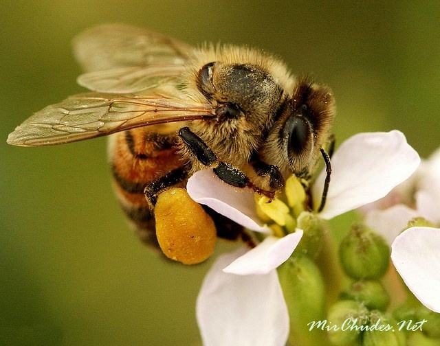 honey plant - Bees, Insects, Honey, honey plant, Longpost