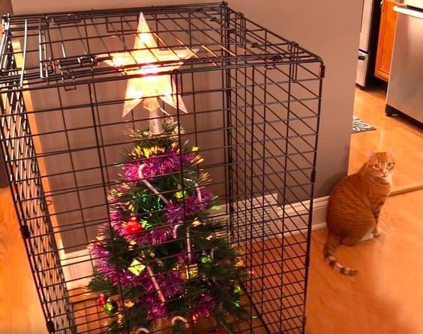 Safety first - cat, Christmas trees, Cell