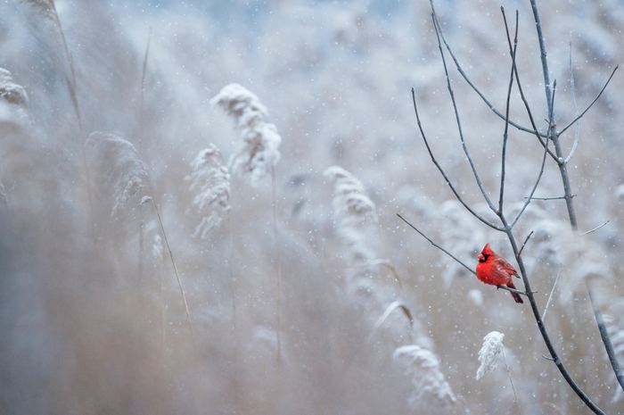 Cold... - The photo, Winter, Birds, Red Cardinal