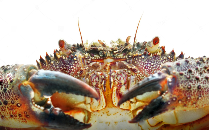 crab aesthetic - Crab, Animals, The photo, HD, Crustaceans, Longpost